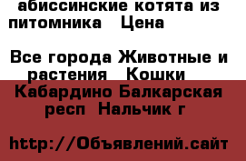 абиссинские котята из питомника › Цена ­ 15 000 - Все города Животные и растения » Кошки   . Кабардино-Балкарская респ.,Нальчик г.